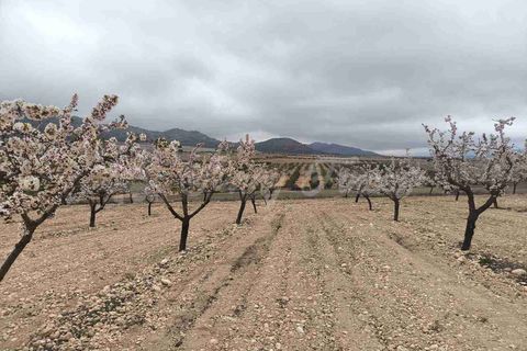 Helårsgrund i Yecla, Murcia, Yecla - € 45.000 | Ref: SF0565 - foto 13